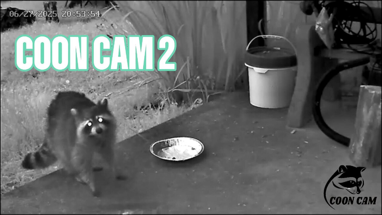 Coon Cam 2