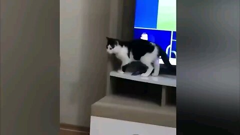 Try Not To Laugh - BEST Funny Animal Video#2