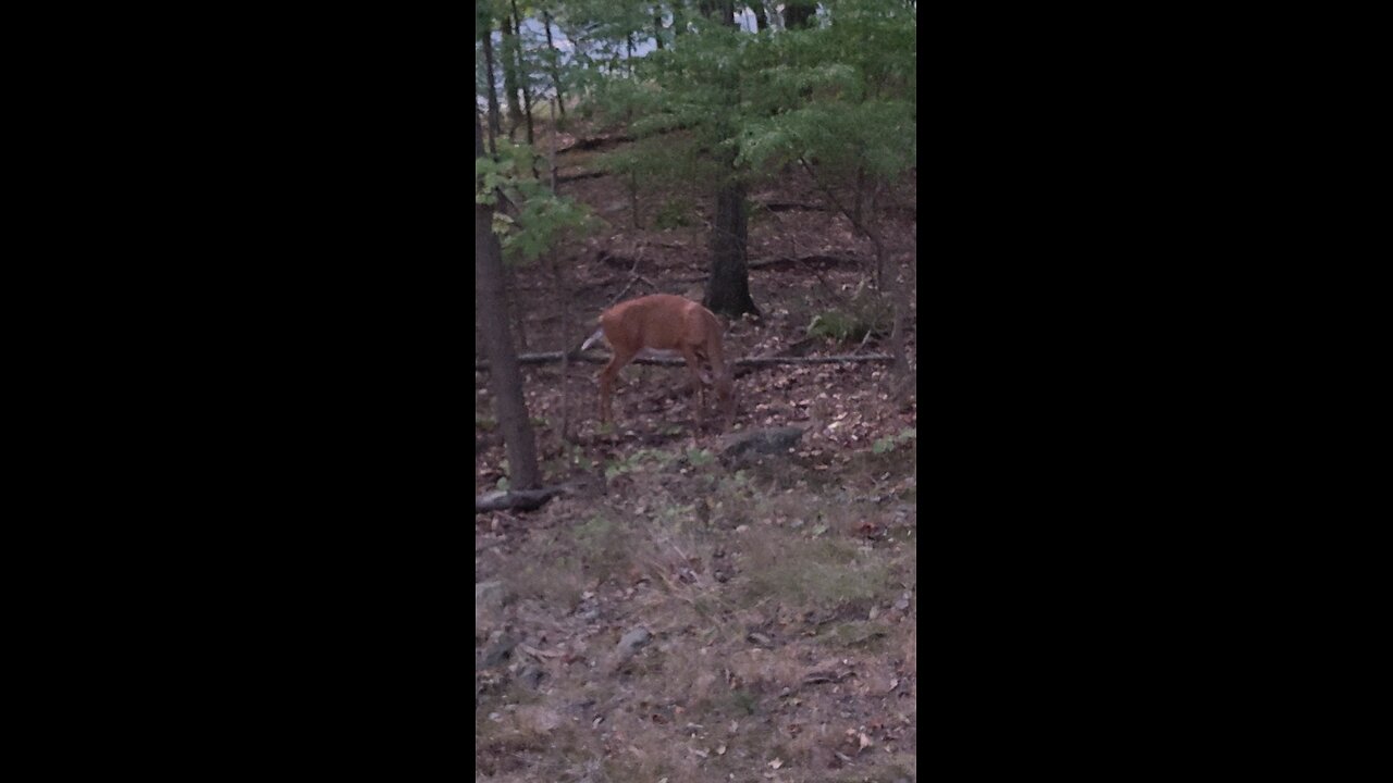 Doe loving my attention