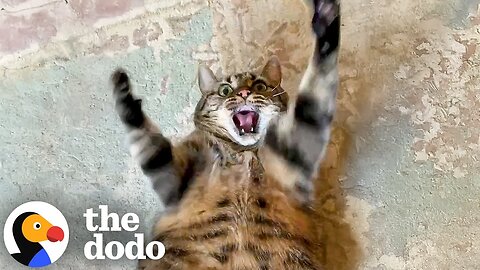 19-Pound Cat Tries Everything To Lose Weight | The Dodo