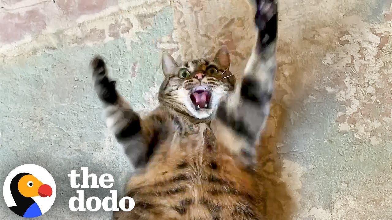 19-Pound Cat Tries Everything To Lose Weight | The Dodo