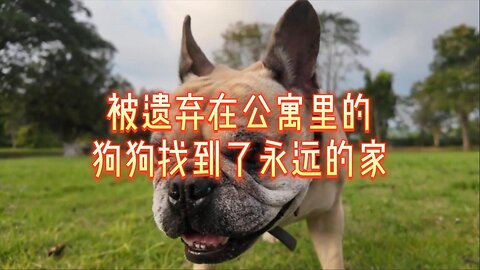 被遗弃在公寓里的狗狗找到了永远的家