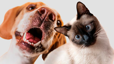 Hilarious Cats & Dogs