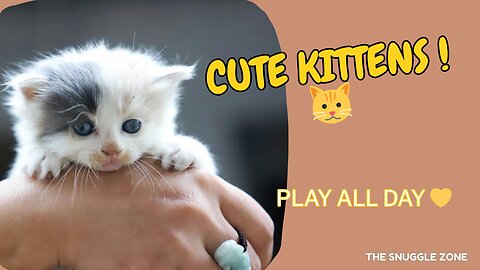 ADORABLE KITTENS 🐾💖 | Tiny Cats Having Fun