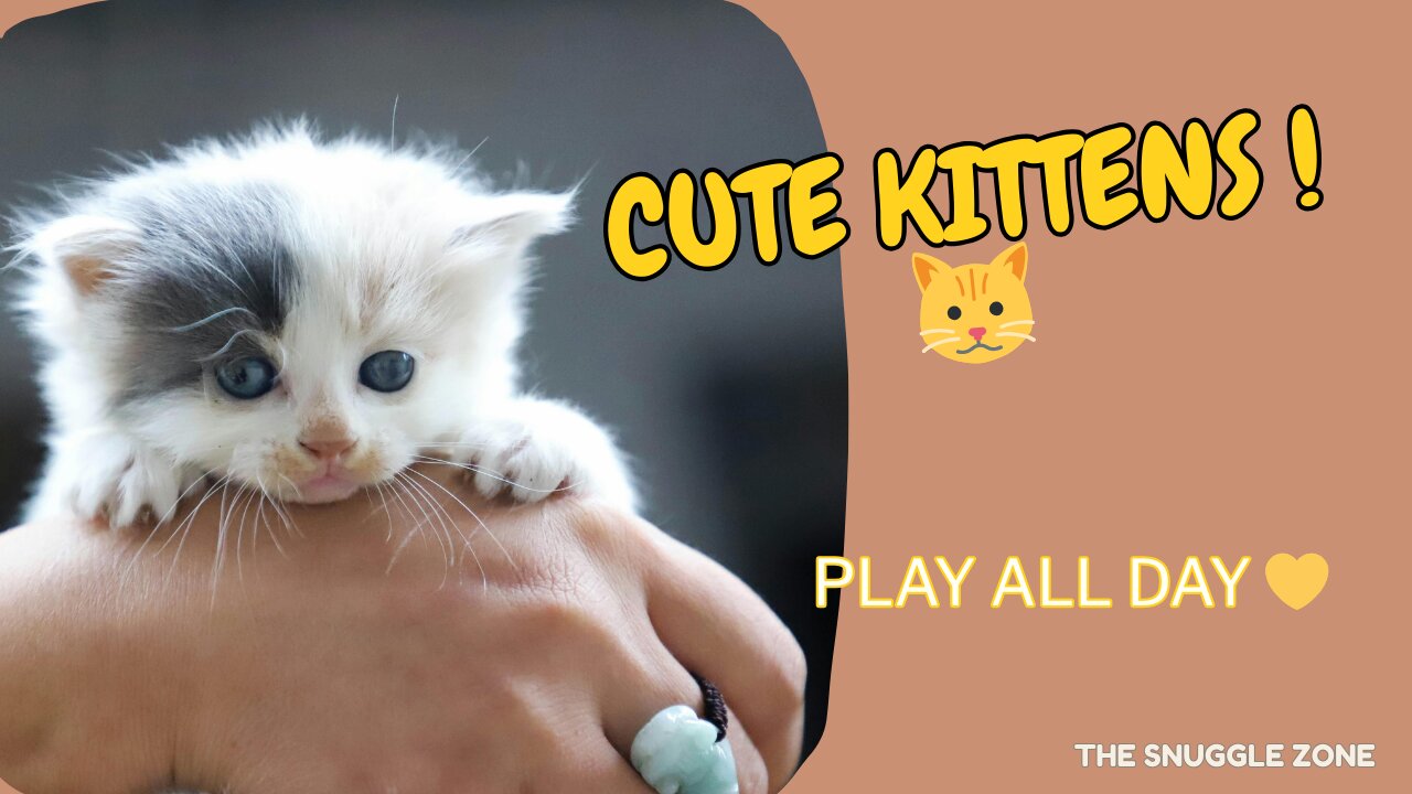 ADORABLE KITTENS 🐾💖 | Tiny Cats Having Fun