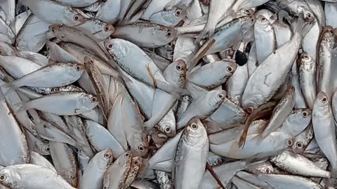 Fish Buying Business Secrets You Need to Know NOW