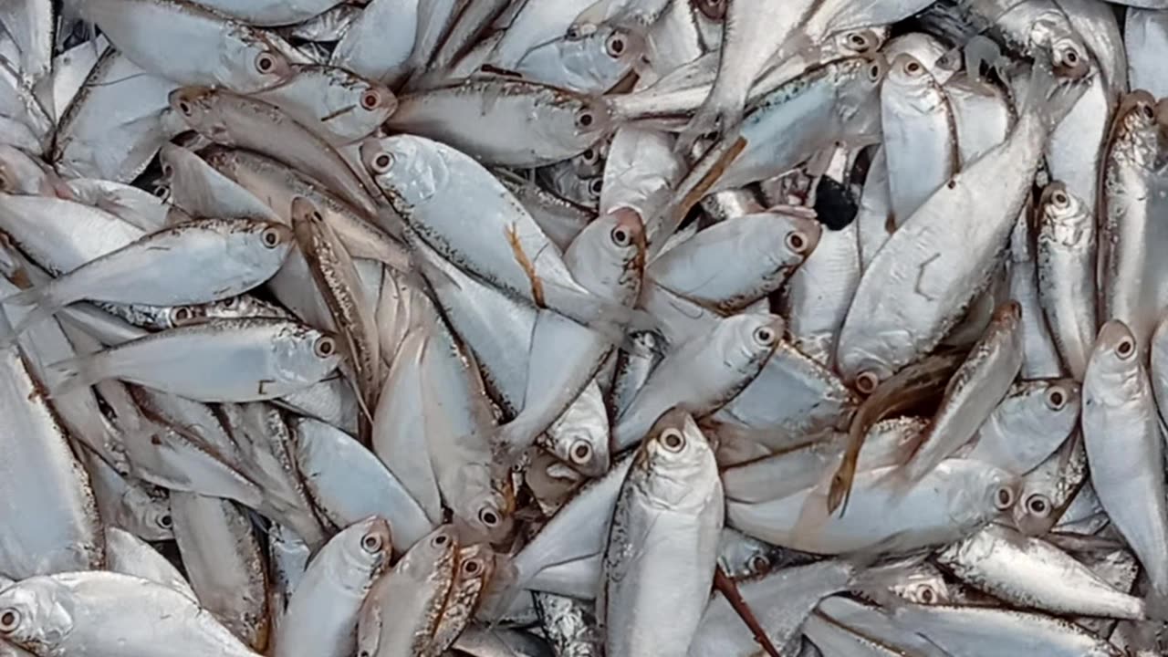 Fish Buying Business Secrets You Need to Know NOW