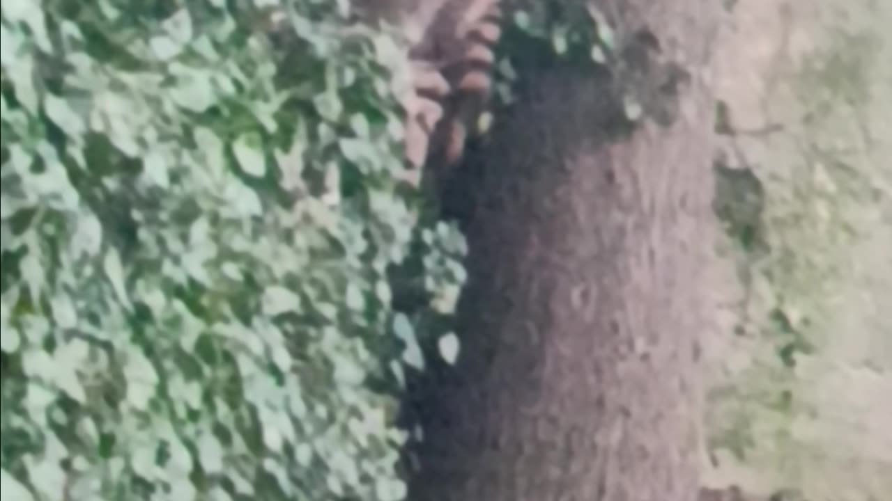 Raccoon up close.