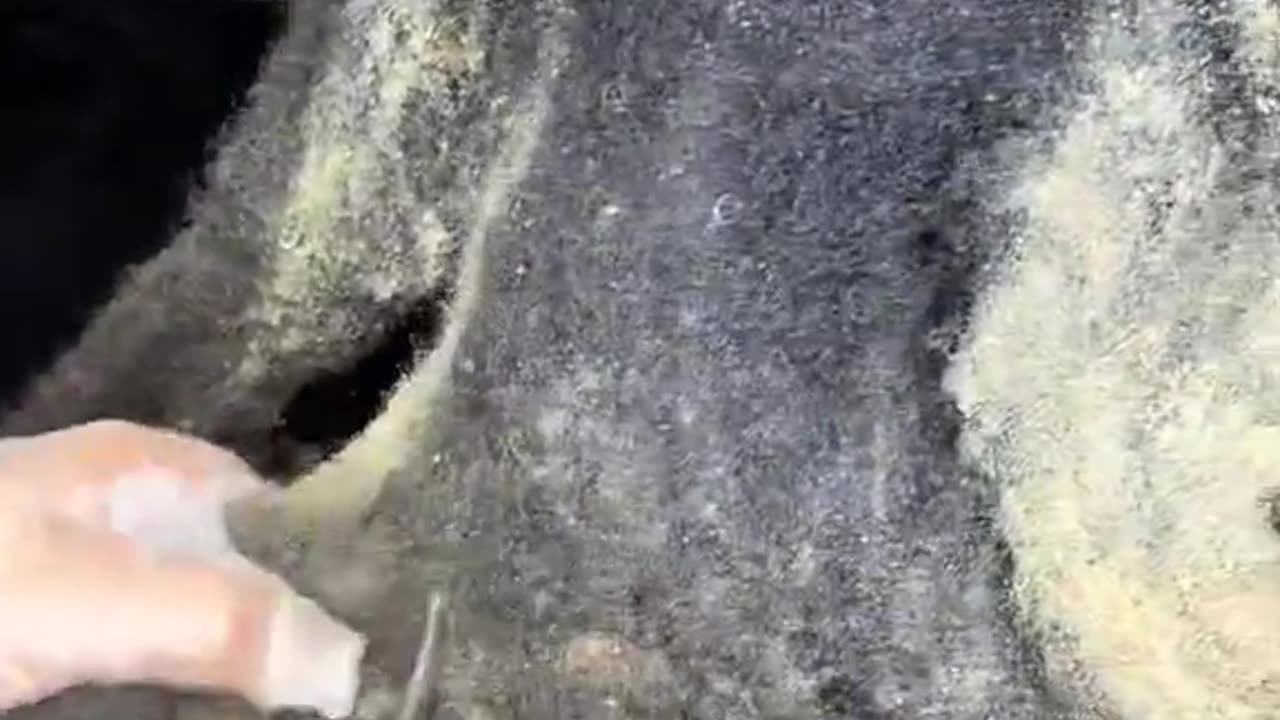 Cutting open dreadlocks after not being washed for 10 years.