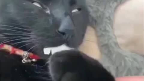 Animals Funny Video Clip 2