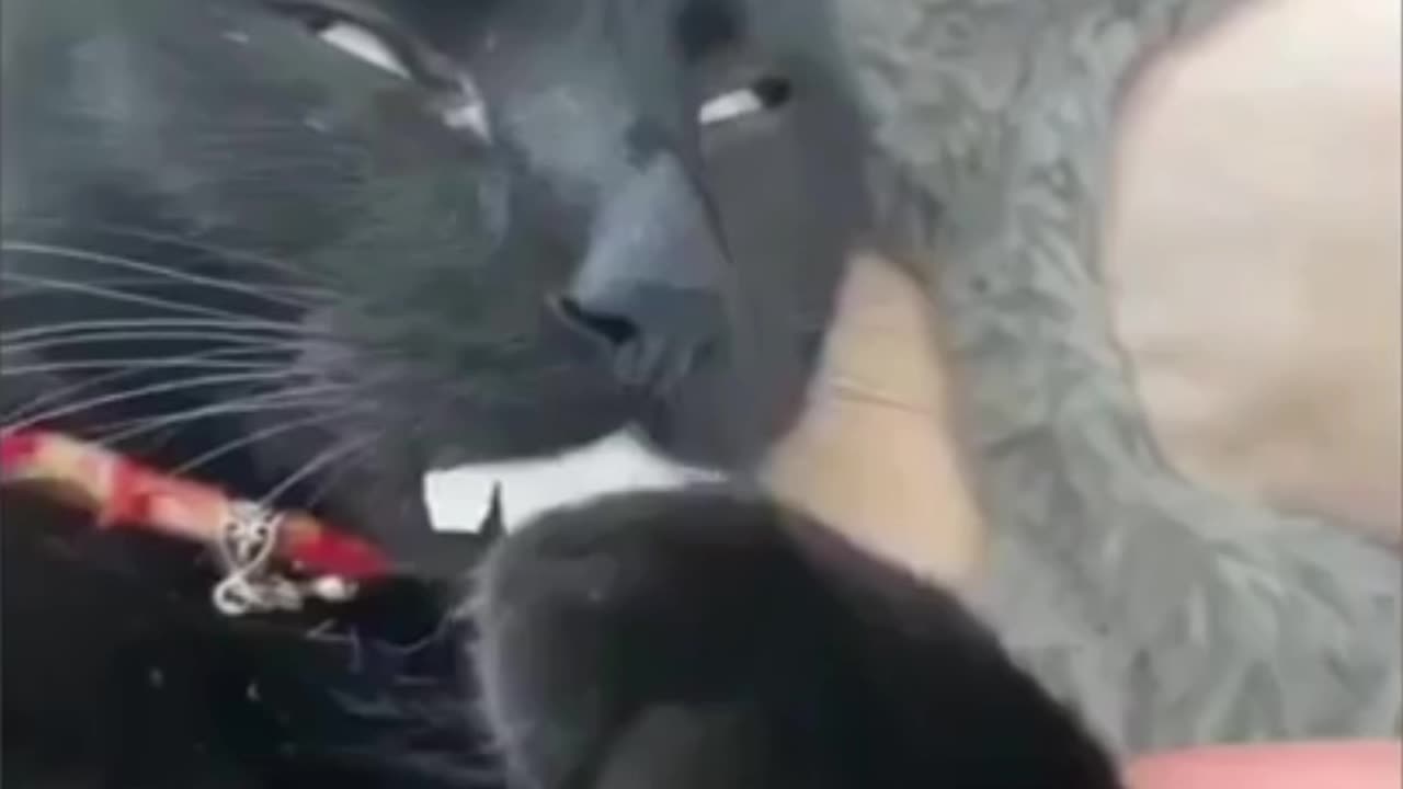 Animals Funny Video Clip 2