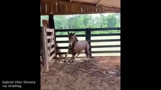 Funniest Animal Videos Ever (Part 1)