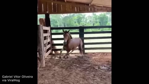 Funniest Animal Videos Ever (Part 1)