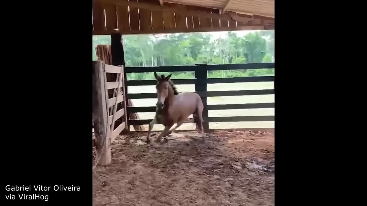 Funniest Animal Videos Ever (Part 1)