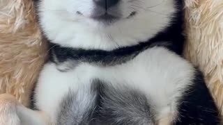 The dogs have better teeth than me