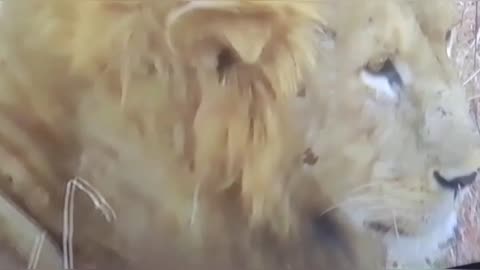 Lion the King of the Jungle
