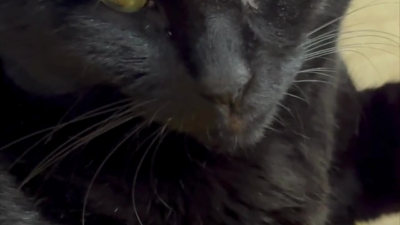 Cute Precious Piper Needs a Nap -My Adopted Shelter Cat Vlog