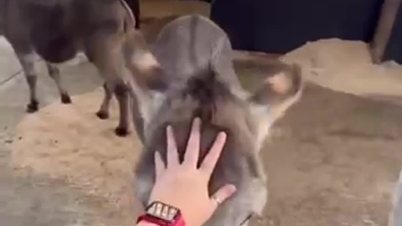 Donkey love