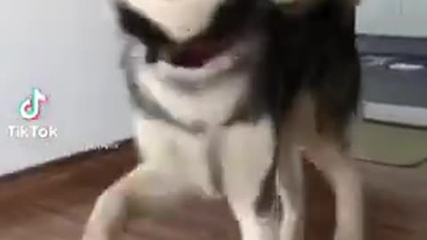 Funny Dogs of Tik Tok | Dancing Husky 😂
