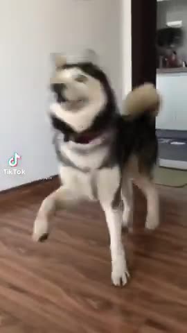 Funny Dogs of Tik Tok | Dancing Husky 😂
