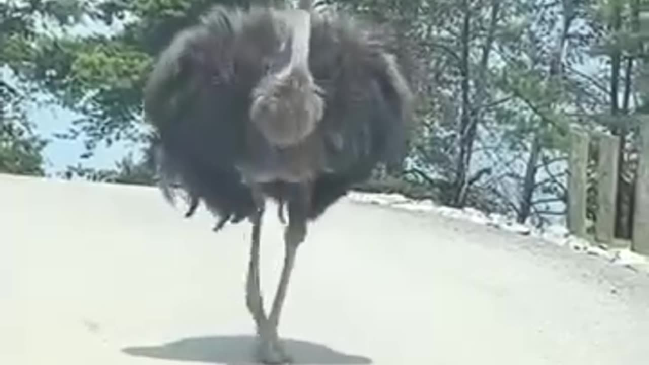 Dance