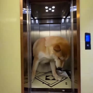 THIS MAN HAS GIANT PETS😍 Viral videos