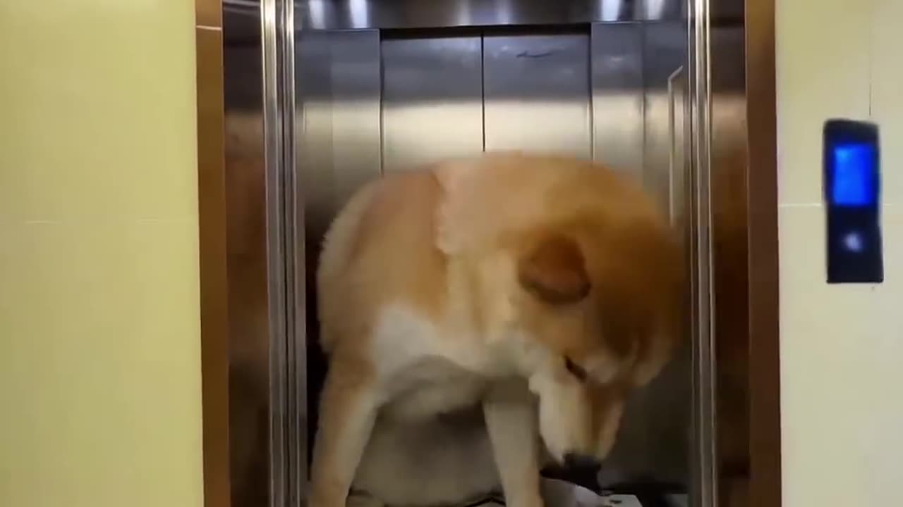 THIS MAN HAS GIANT PETS😍 Viral videos