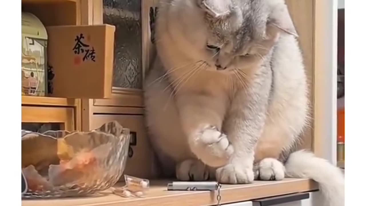 Smart actors 👌 👏 👍 😉 cute cats