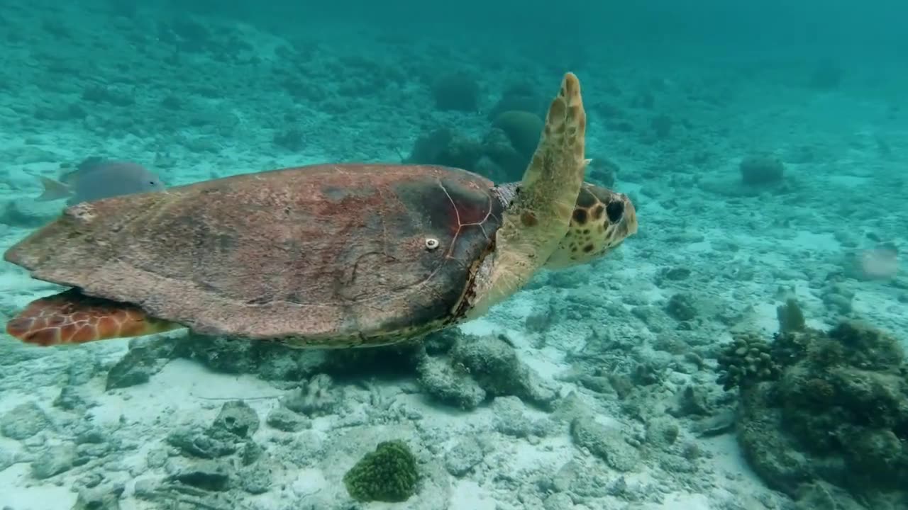 Wild Wonders: Animals, Insects & Fish in Action – Nature’s Life in Every Frame 🌍🦁🐠🦋🐜