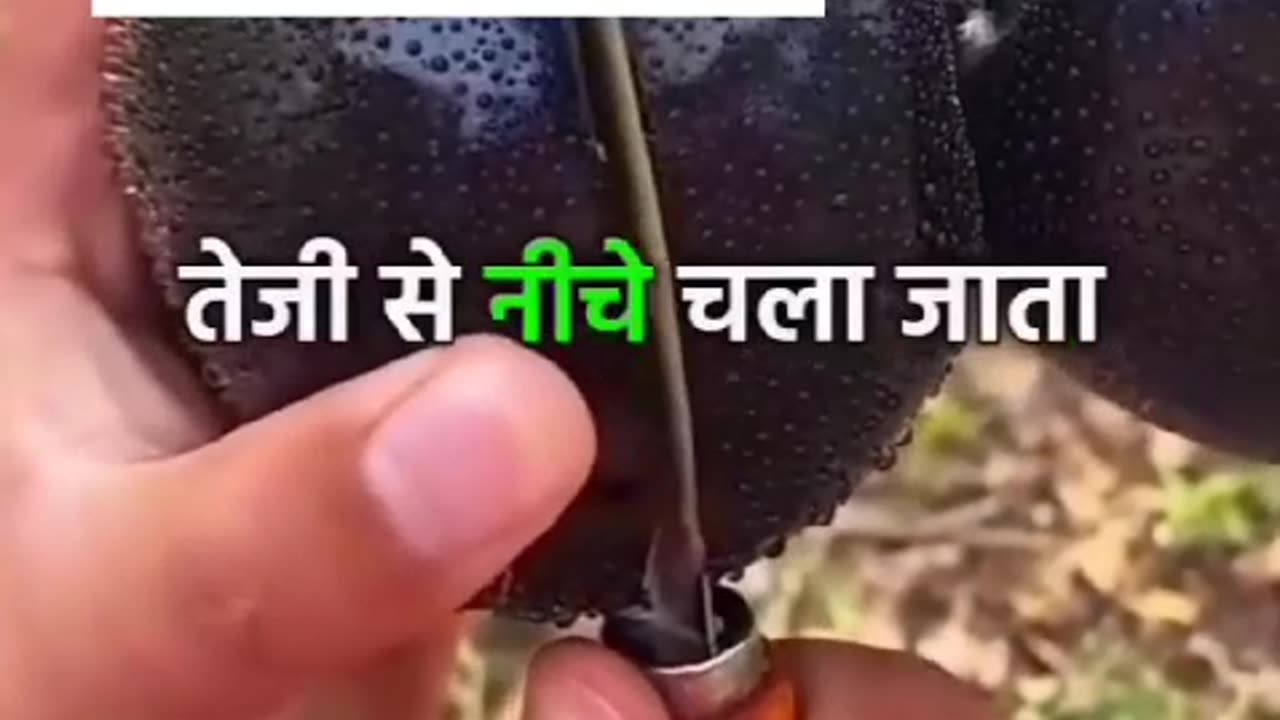 have you ever eaten black apple