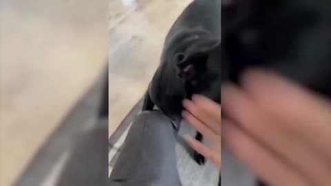 Try Not To Laugh Challenge 2023 [Funny Pets]