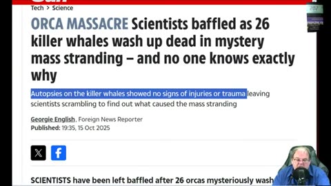 Mystery as 26 Emaciated Killer Whales Wash Up Dead on beach With No Signs of injury