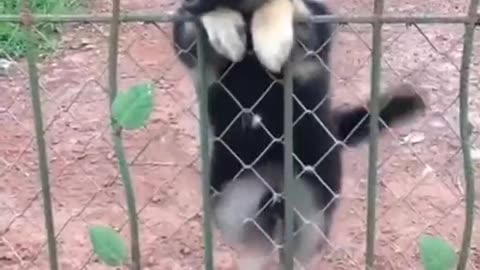 funny Animal