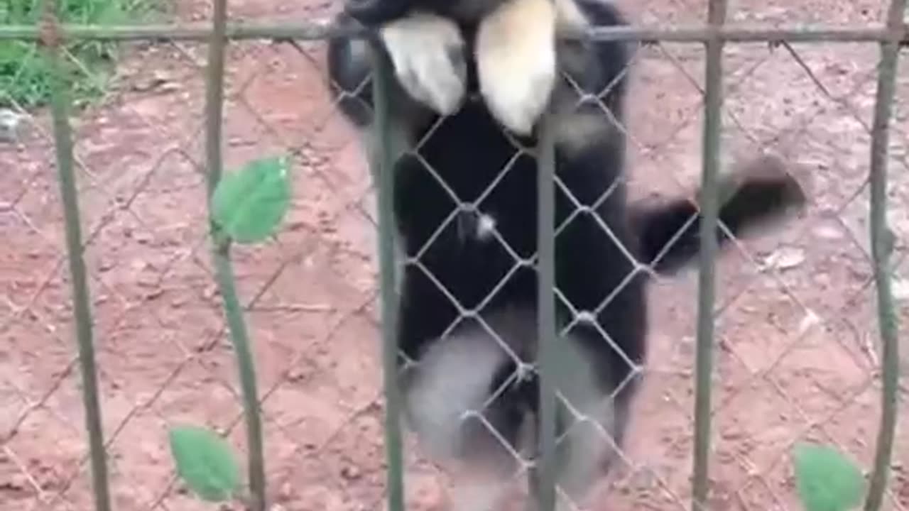 funny Animal