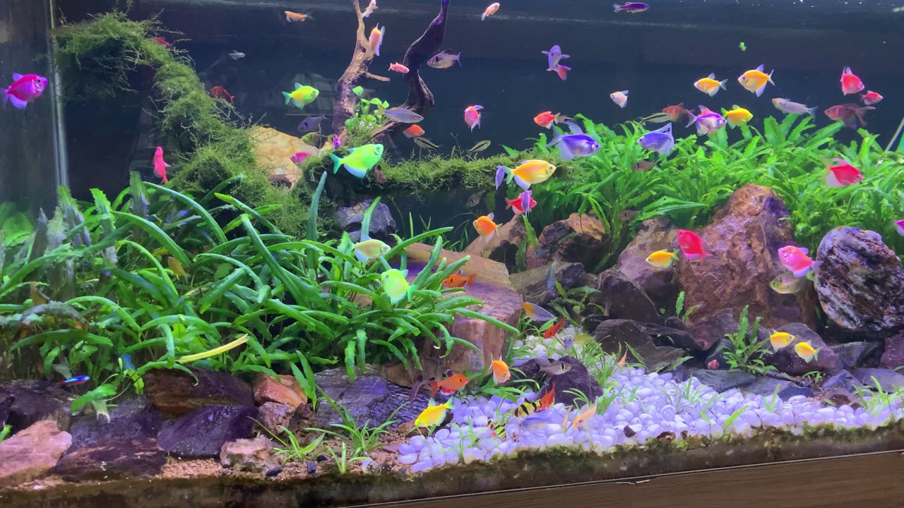 My fish home