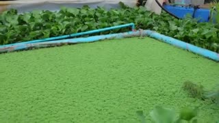 Environment