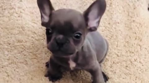 Puppies Trying to Bark 😂🐾 Adorable First Sounds