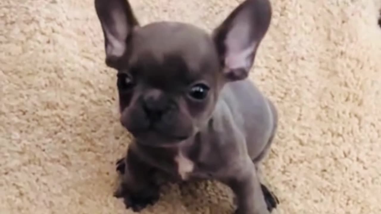 Puppies Trying to Bark 😂🐾 Adorable First Sounds