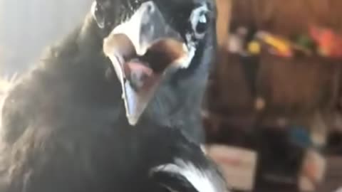 Bird Catcher