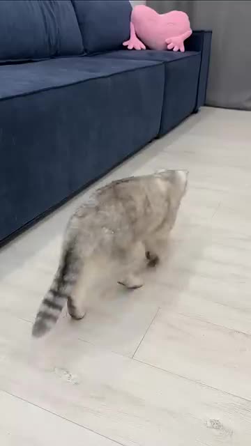 Watch This Cute Cat Play with a Toy – Adorable Moments!"