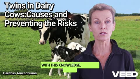 Twins in Dairy Cows:Risks and Solutions