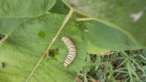 Monarch Butterfly Caterpillar