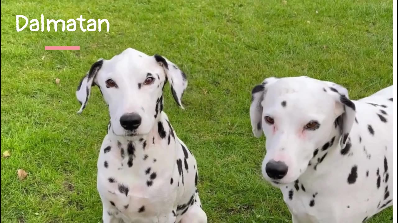 La verdad sobre los perros dálmatas 😱🐶