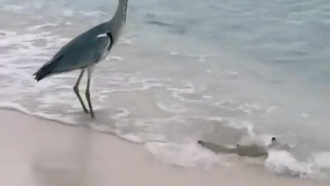 😂🤣 This Reaction is PRICELESS! | FunFM