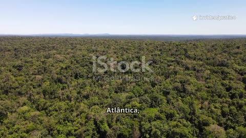 Scopri il Fascino del Legno di Bahia