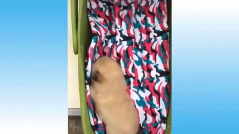 Top Funny Videos Top Comedy videos trending animal videos latest