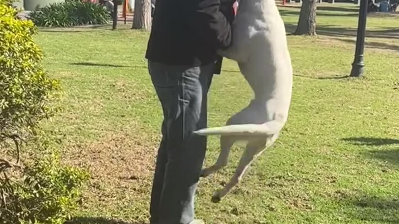 The doggo was so happy to see his dad 🥺