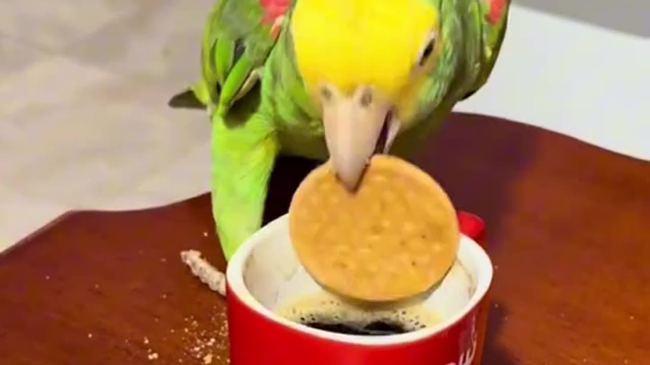 "Watch This Cute Bird Dip Biscuit in Tea Like a Pro!" 🐦🍪😍☕#shorts