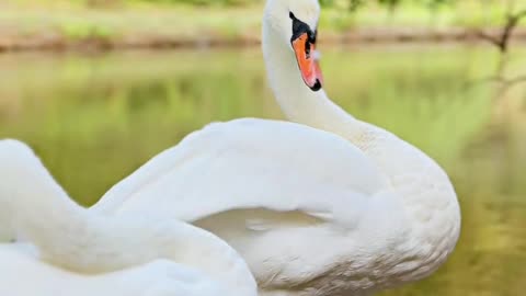 Nature and Animals