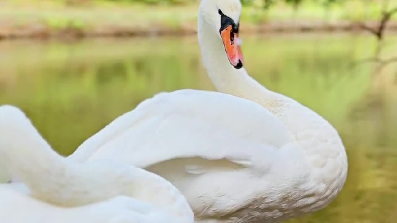 Nature and Animals